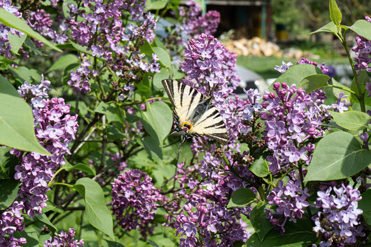 Scarce swallowtail butterfly (Iphiclides podalirius) feeding on blooming lilac flowers. Close-up of striped butterfly on purple Syringa blossoms with green leaves in spring.