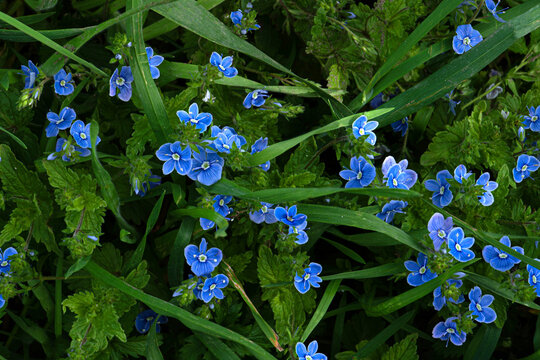 Close-up of blue Veronica chamaedrys wildflowers blooming among green grass and foliage. Natural meadow ground cover with small blue petals, detailed botanical background.