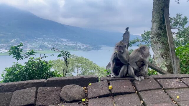Wild Macaque Monkey Mother Nursing Baby at Lake Viewpoint Bali