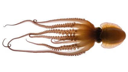Brown octopus with eight tentacles and suckers spread out © Jonas