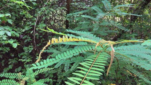 Shrub, medicinal tree, Christmas candles (Senna alata) invasive species in Thailand