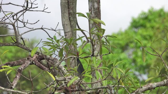 koel (Eudynamys scolopaceus malayana) in Thailand
