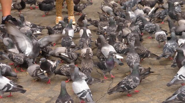 Street view of Pigeons on a feeding frenzy in Amsterdam on a main town square, In 2019 with no recognisable people.