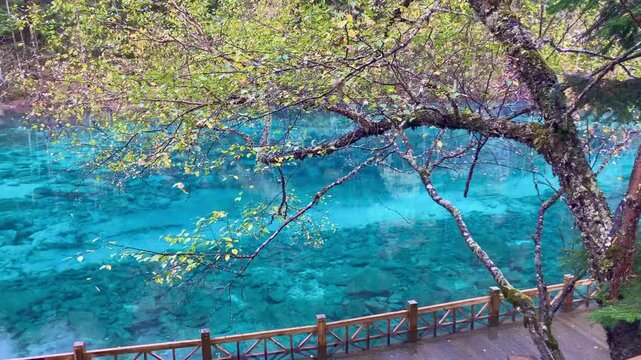 Turquoise Forest Lake with Wooden Boardwalk and Overhanging Tree Branches