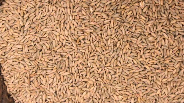 Abundant dry grain seeds forming natural agricultural harvest background