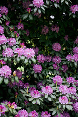 Fototapeta premium Lila Rosa Rhododendron mit vielen Blüten