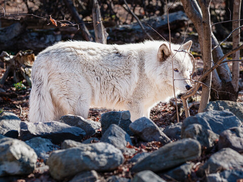 White Wolf Standing Among Forest Rocks | Winter Wildlife Scene