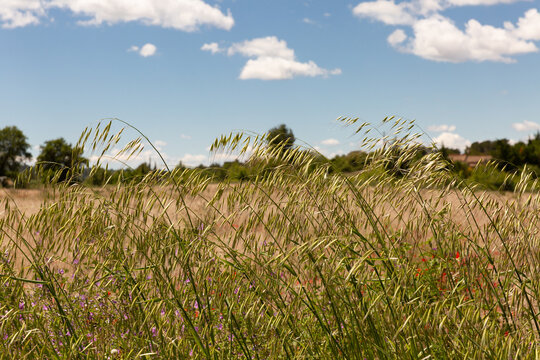 Herbes vertes sauvages en gros plan en bordure d'un champ de bl&eacute;, arbres verts d'une for&ecirc;t en arri&egrave;re-plan, ciel bleu avec des petits nuages blancs