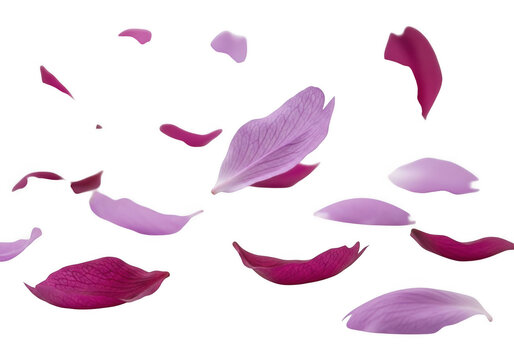Scattered purple and magenta cherry blossom petals floating against a solid black background, showing delicate textures and organic shapes