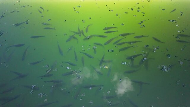 Serbia Valjevo 26.05.2026 School Fish Murky Green Water Fins