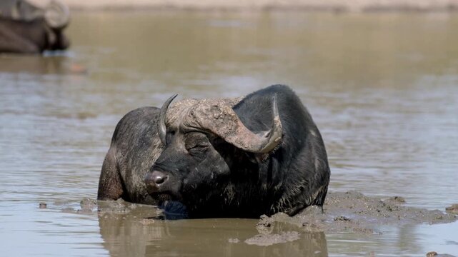 Buffalo resting and sleeping on the mud by the river.