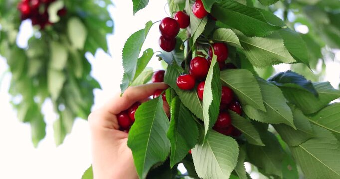 Picking sweet cherries in a cherry orchard. Close-up of manual harvesting of sweet cherries from a tree branch in an orchard