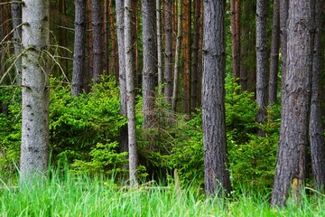 Małe drzewa wśród dużych © Adam