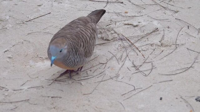 Barred ground dove (zebra-dove, Geopelia striata) feeds on road. Birds of Thailand. Macro