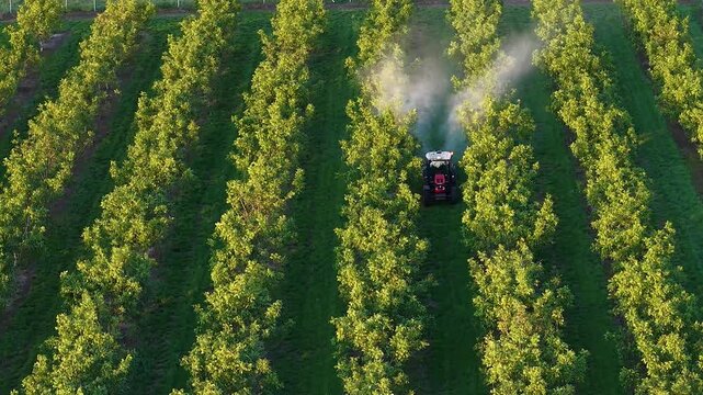 Walnut spraying with a tractor and agricultural sprayer, drone footage during spring season, slow motion. Drone shot of crop protection treatment on walnut trees.