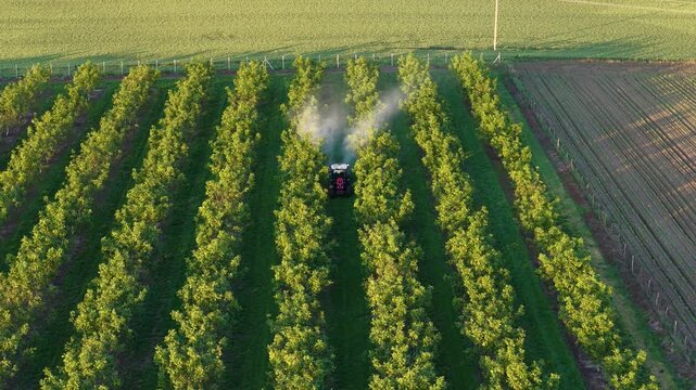 Walnut spraying with a tractor and agricultural sprayer, drone footage during spring season. Drone shot of crop protection treatment on walnut trees.