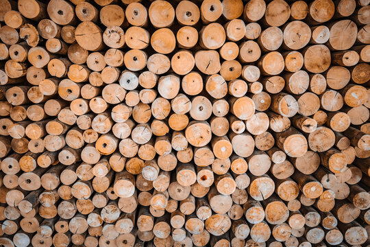 Stacked round wooden logs texture background. Full frame natural timber log wall background with cross section of tree branches and end grain wood rings pattern.