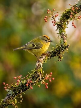 Small yellow songbird perched on autumn berry branch in soft natural light
