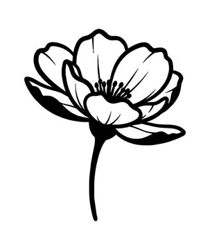 Simple black and white line art drawing of a single blooming flower isolated on transparent background, Vector