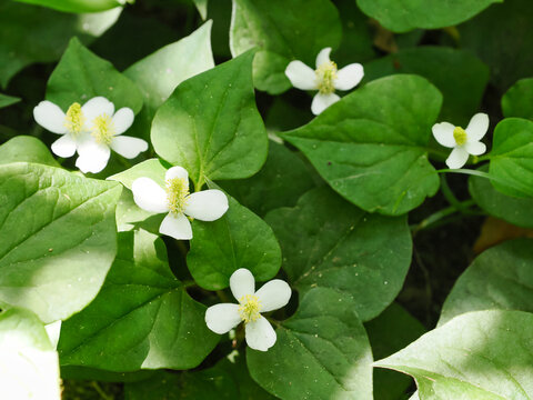 白いドクダミの花