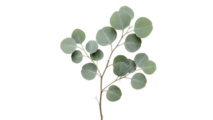 eucalyptus branch on transparent background leaves plant © ATIQULISLAM