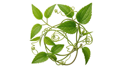 green vine with leaves on transparent background © ATIQULISLAM
