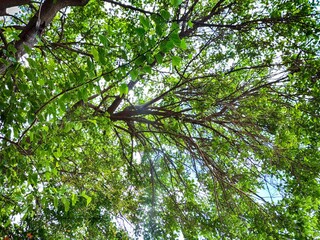 Fototapeta premium a low angle view looking up into the dense canopy of a deciduous blackberries tree