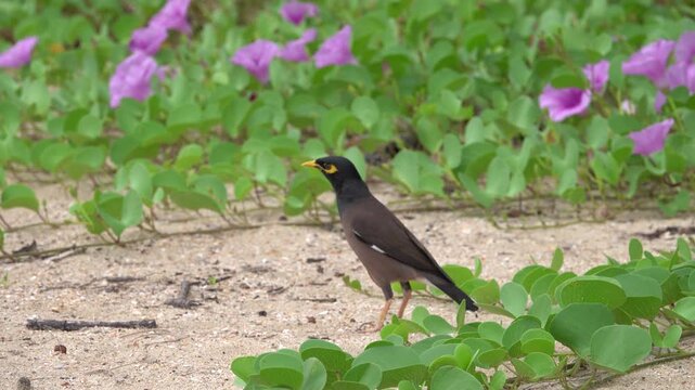 Indian Myna Starling in thickets of Ipomoea pes-caprae) pantropical creeping vine, oceanic dispersal. on the Andaman Sea, Thailand