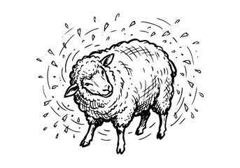 Vintage Hand Drawn Merino Sheep and Ram Sketch Vector Illustration Bundle for Farm, Agriculture, and Wool Industry Branding © Az to Design