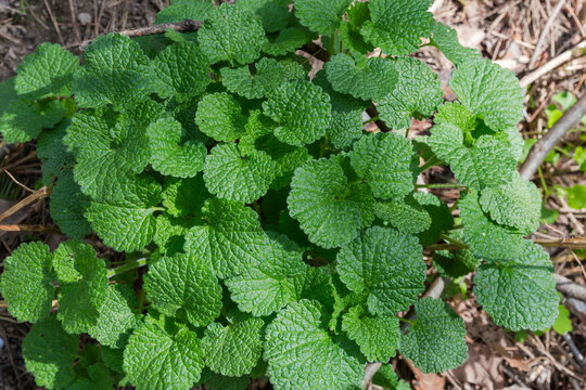 Bush of the young dead-nettle, top view close-up