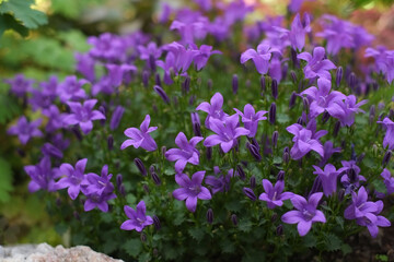 Fototapeta premium Campanula portenschlagiana. Violet flowers. Rock garden.