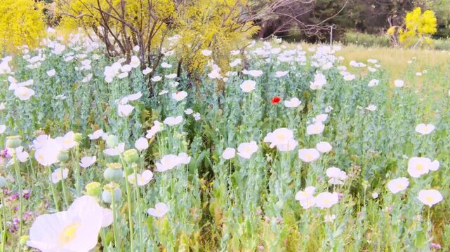 Rustic landscape defined by seasonal white poppy fields
