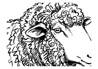 Vintage Hand Drawn Merino Sheep and Ram Sketch Vector Illustration Bundle for Farm, Agriculture, and Wool Industry Branding © Az to Design