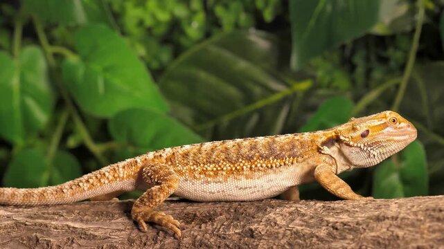 Close-up of a brown lizard resting on a tree trunk in nature, showing detailed scales, alert eyes and reptile texture against a soft green background.