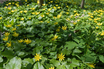 Blooming lesser celandine on glade in forest at sunny day © An-T