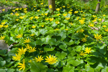 Blooming lesser celandine on glade in forest at sunny day © An-T