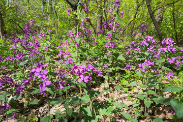 Blooming plants of Lunaria with violet flowers in spring forest © An-T