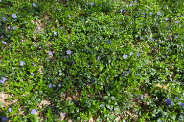 Blooming periwinkle on a glade in forest at sunny day © An-T