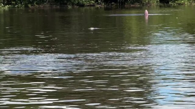 Pink River Dolphin Swimming and Surfacing in Amazon River