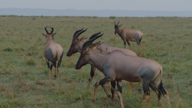 Large herd of topi antelopes walking together across the grassy plains of the serengeti