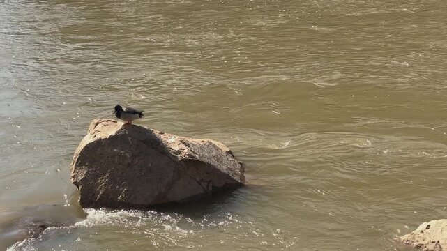 Static slow motion shot of a male wild duck standing on a rock in the river while grooming its feathers and feet.