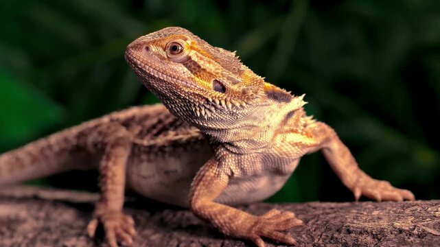 Brown bearded dragon or agama lizard walking across a tree trunk in a lush green natural setting, ideal for reptile, wildlife, nature, and animal habitat projects.