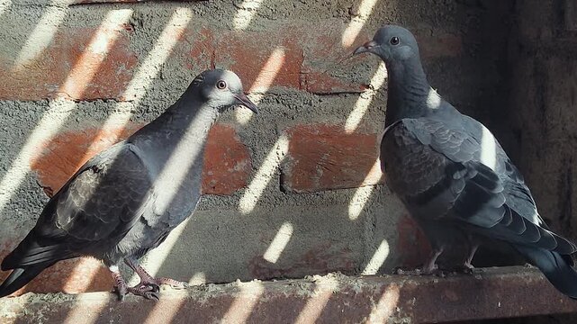Two urban pigeons facing each other in close interaction on sunlit rooftop brick ledge. Perfect for courtship, communication, connection, wildlife documentary and city B-roll.