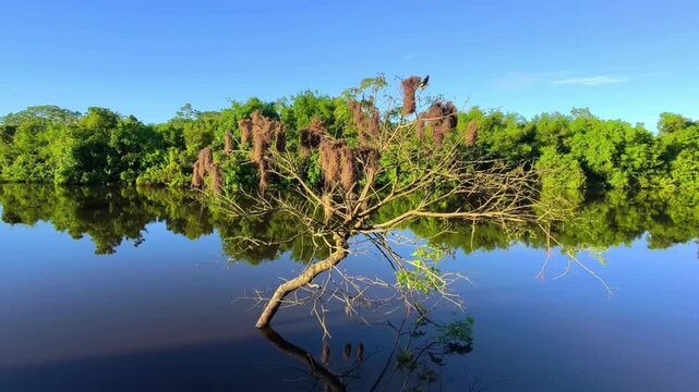 Oropendola Nests Hanging on Tree in Amazon River, Jungle Reflection, South America