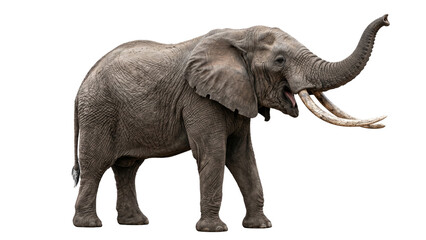 Obraz premium elephant on transparent background animal wildlife trunk