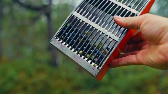 A Hand is Holding a Berry Picker Filled With Freshly Picked Blueberries - Close Up