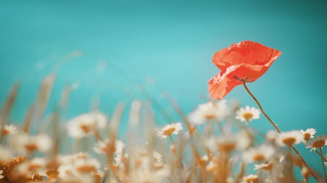 Beautiful slow motion shot of red field flowers and white chamomiles swaying in the wind against a bright sky. Dreamy nostalgic film aesthetic, perfect for summer nature, wellness, and backgrounds