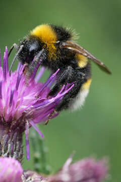 A close-up view of a fuzzy Vestal Cuckoo bumblebee, Bombus vestalis with yellow and black stripes, gathers nectar from thistle