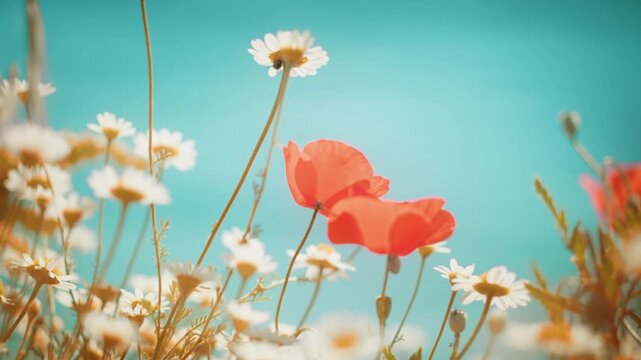 Beautiful slow motion shot of red field flowers and white chamomiles swaying in the wind against a bright sky. Dreamy nostalgic film aesthetic, perfect for summer nature, wellness, and backgrounds