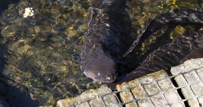 New Zealand longfin eel (Anguilla dieffenbachii) at Willowbank Wildlife Reserve, Christchurch, New Zealand.